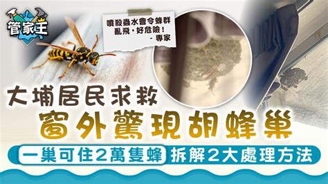 屋外有蜂巢|發現蜂巢，可如何處理？